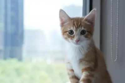 Welcome to kitten season, when animal shelters need all the help they can get